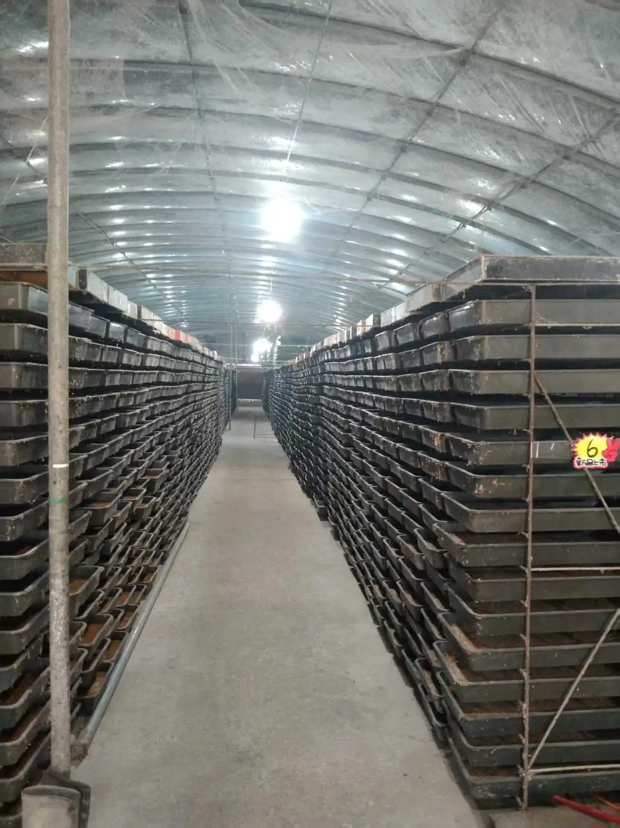 black soldier fly larvae as animal feed black soldier fly larvae as animal feed