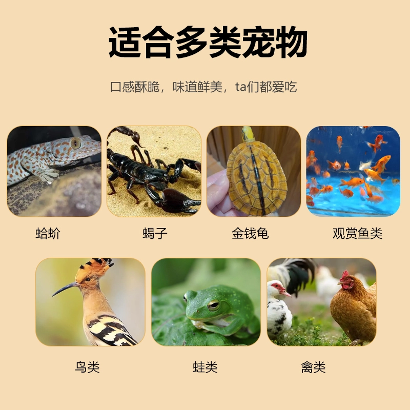 black soldier fly larvae for parrots