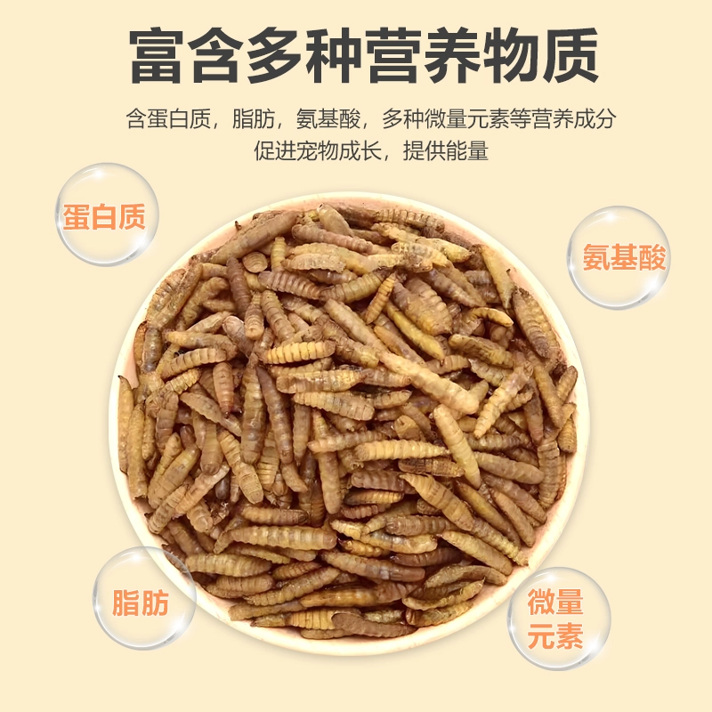 black soldier fly larvae for parrots black soldier fly larvae for parrots