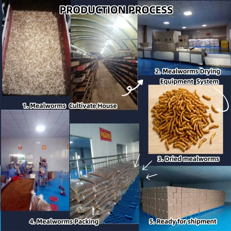 dried mealworms for parrots dried mealworms for parrots