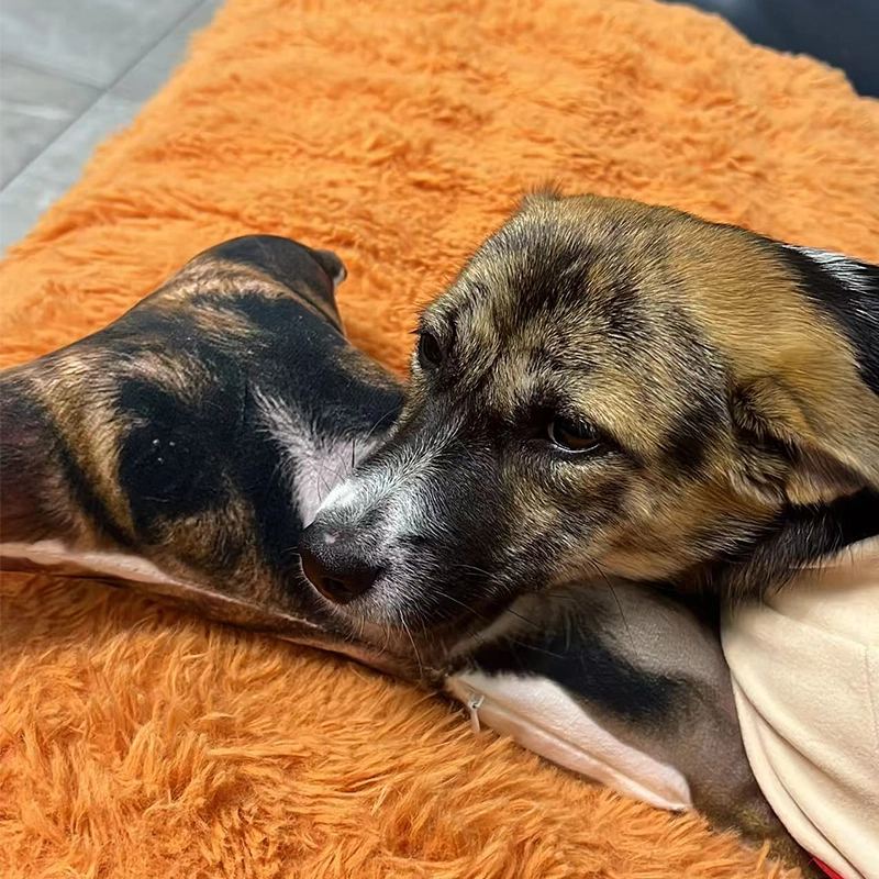 dog odor eliminator for homebest odor eliminator for pets