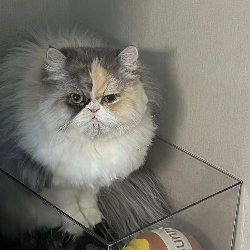 Pet shampoo Pet shampoo