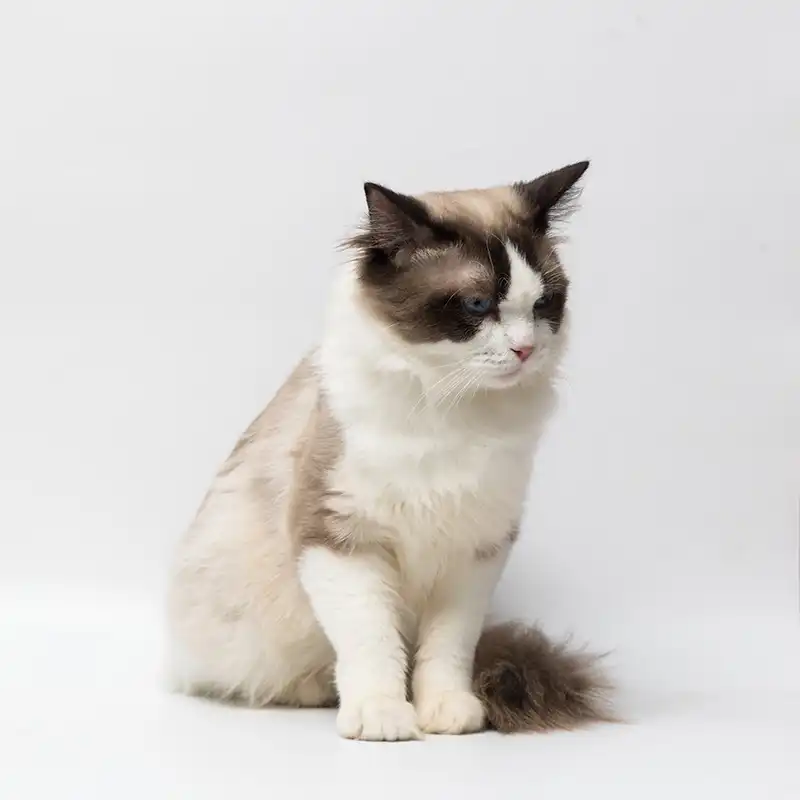 gourmet tuna and scallop cat food