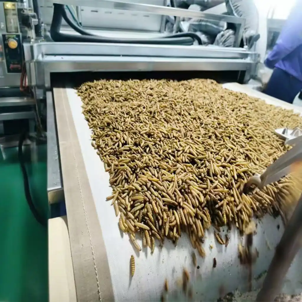 dried black soldier fly larvae for chickens dried black soldier fly larvae for chickens