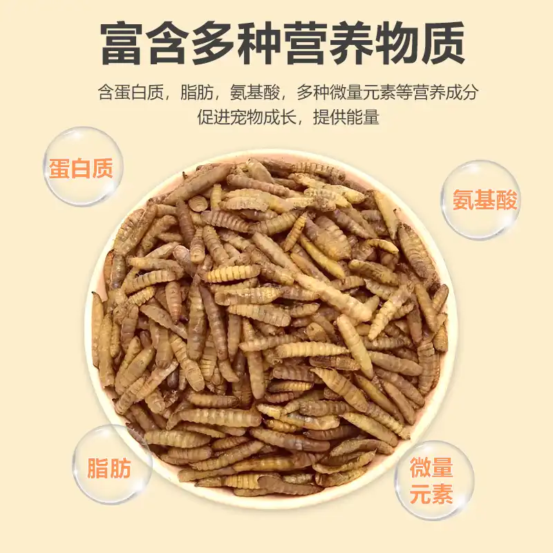 black soldier fly larvae for fish black soldier fly larvae for fish