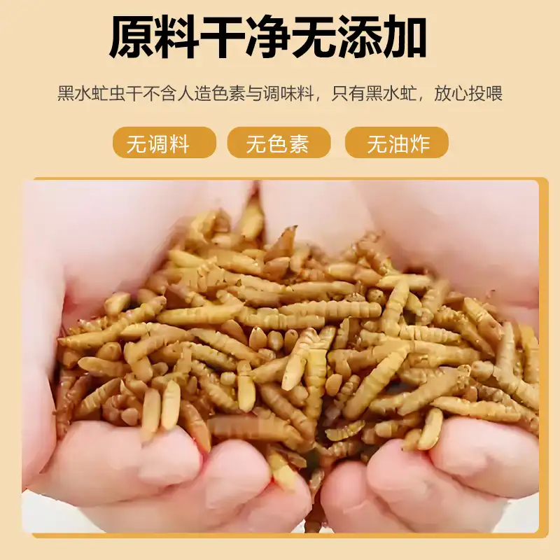 black soldier fly larvae