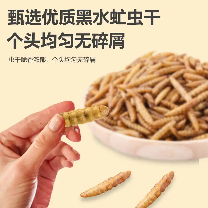 black soldier fly larvae