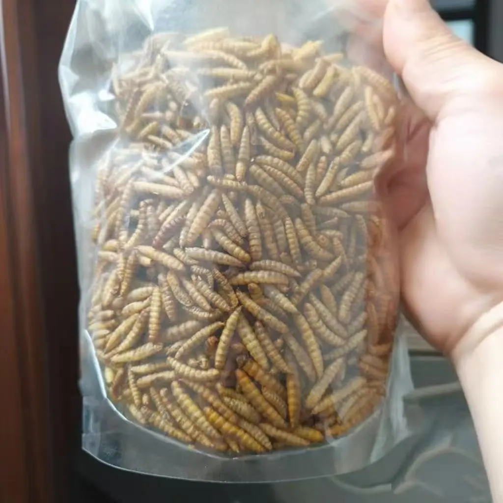 black soldier fly larvae