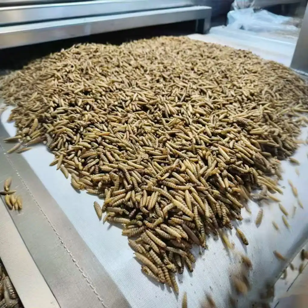 ​black soldier fly larvae