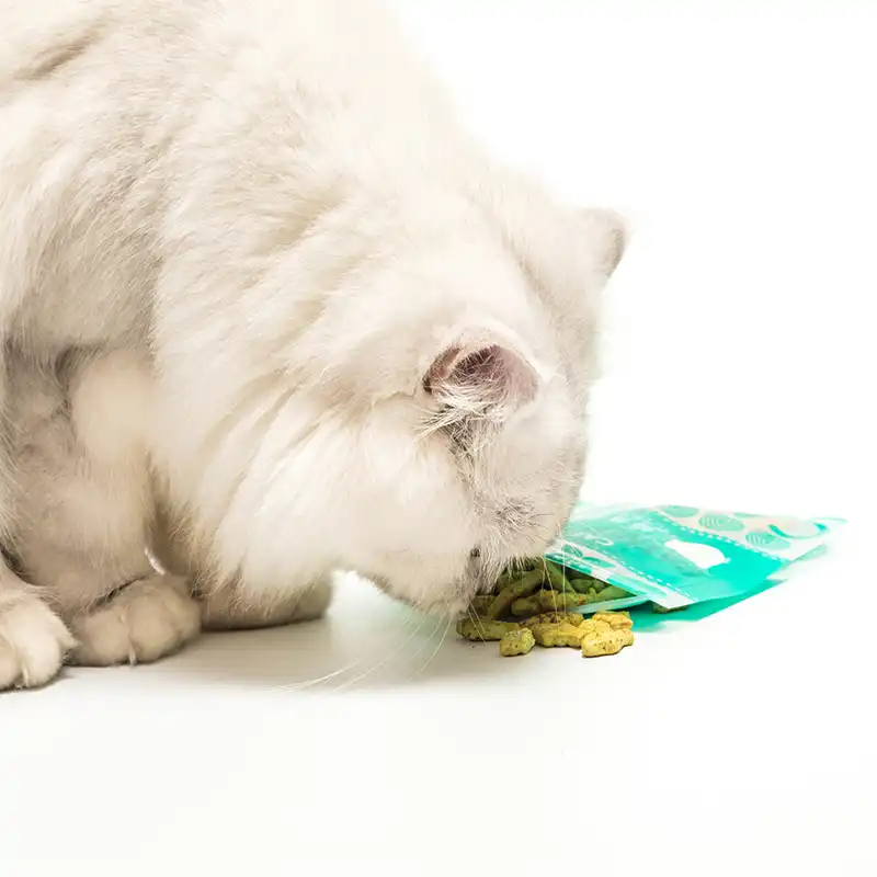 salmon flavored cat biscuits