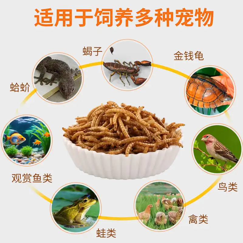 mealworms for chickens