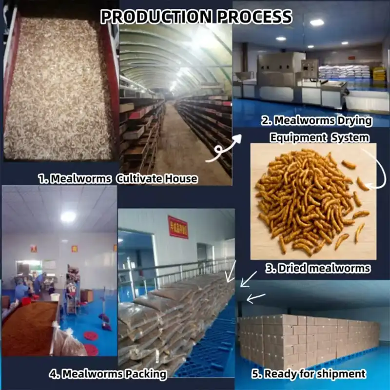 mealworms for chickens mealworms for chickens