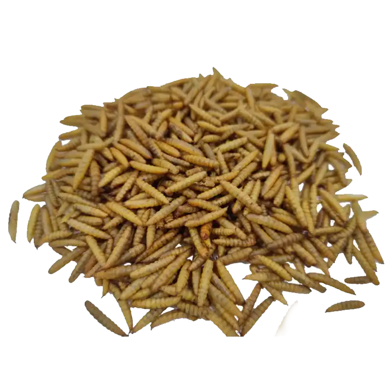 black soldier fly larvae