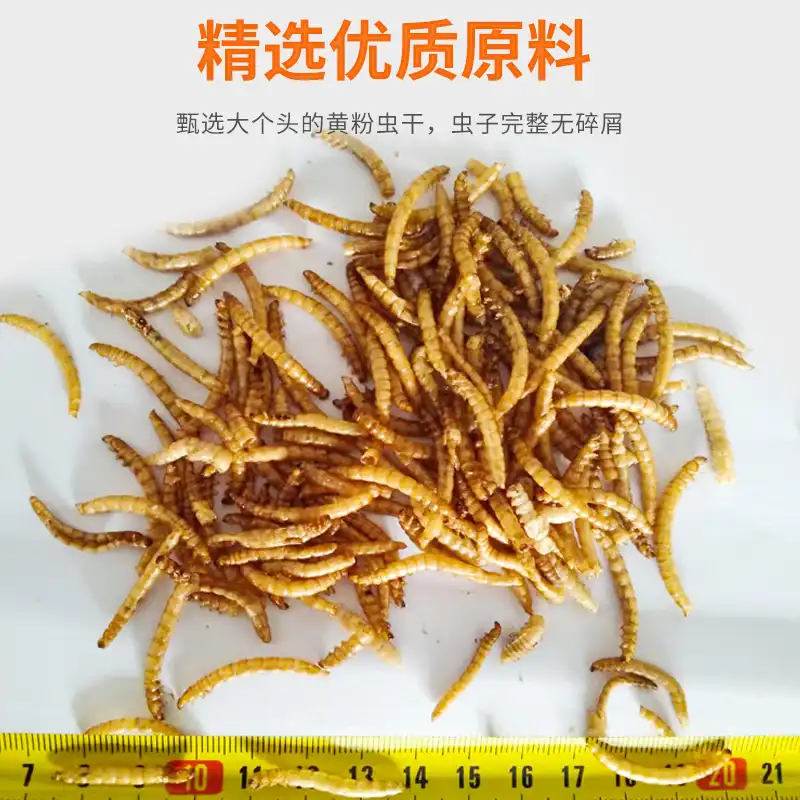dried mealworms for chickens
