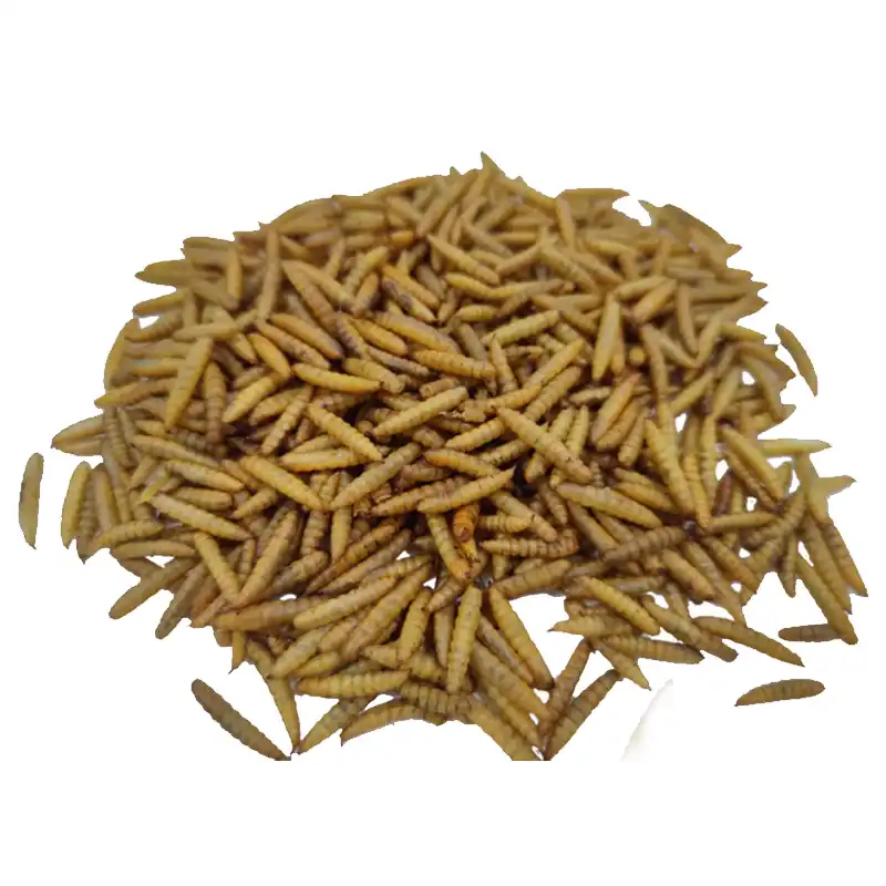 Why Dried Black Soldier Fly Larvae Are Ideal for Poultry Feed Storage？