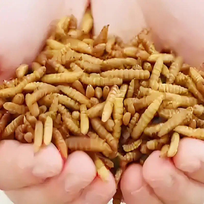 Where can I purchase bulk dried mealworms for a large flock?