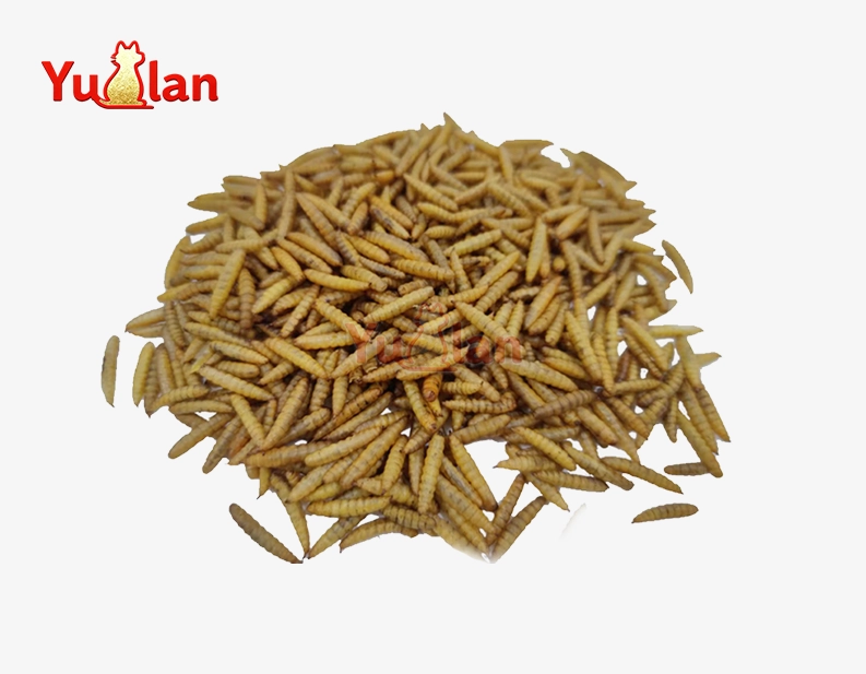 black soldier fly larvae for chickens